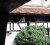 bran courtyard