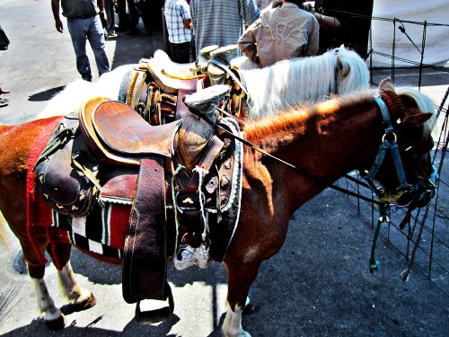 Miniature Horses