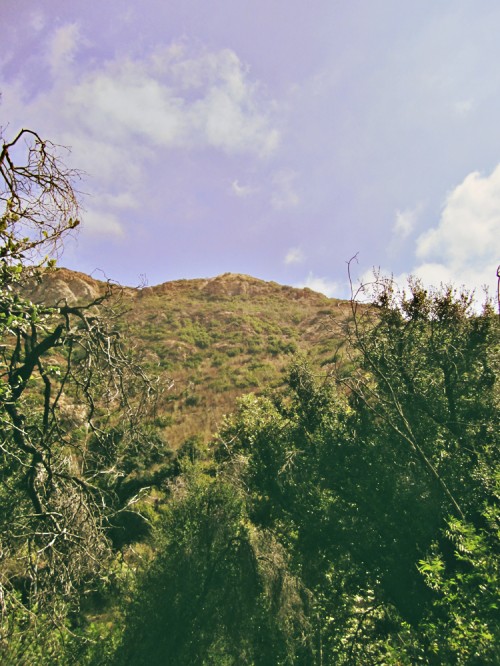 The View