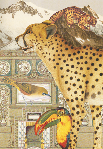 Leopard