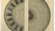 Anatomy of Plants - Nehemiah Grew